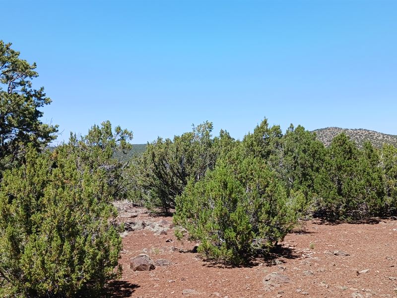 Explore a Stunning Dream Campsite : Concho : Apache County : Arizona