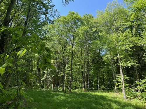 Tug Hill Woodlands and Pond Views : Lewis : New York