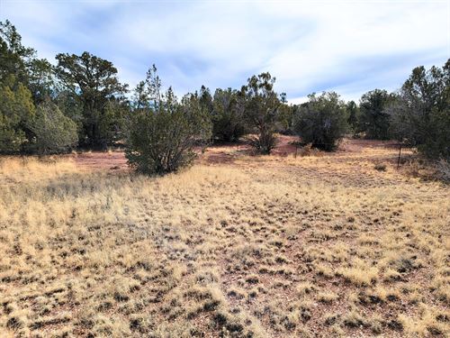 Plenty of Trees for Privacy : Seligman : Yavapai County : Arizona