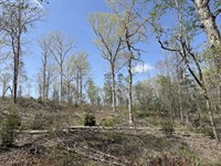Beaver Pond Road Sw, 13 Acres : Monroeville : Monroe County : Alabama