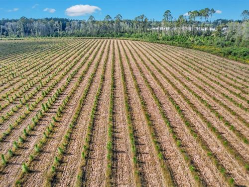 6.5 Acres, Beautiful Estate Tract : Baxley : Appling County : Georgia