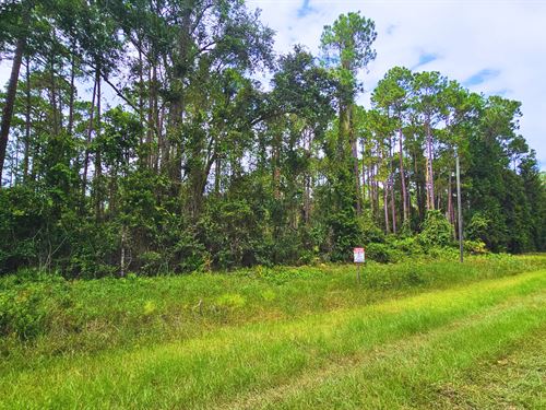 $200 Down for Lot, Water Access : Georgetown : Putnam County : Florida