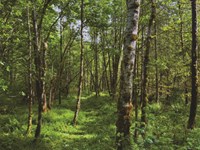 Reduced- Lovely 10Ac By Nature Resv : Ravensdale : King County : Washington