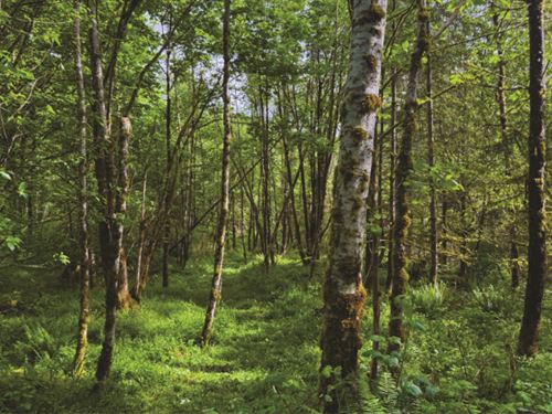 Reduced- Lovely 10Ac By Nature Resv : Ravensdale : King County : Washington