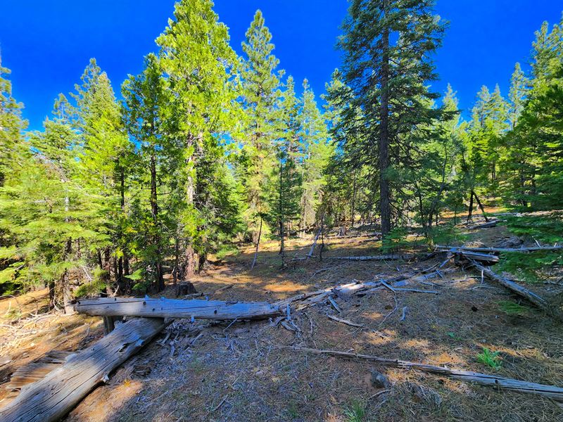Build in No Flood Zone & Rent Rules : Alturas : Modoc County : California