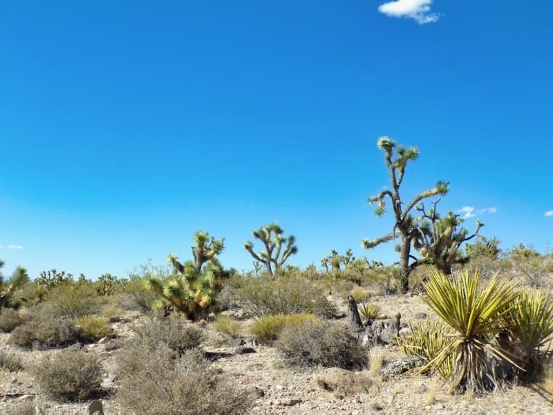 Extraordinary Lake Mead City Mohave : Meadview : Mohave County : Arizona