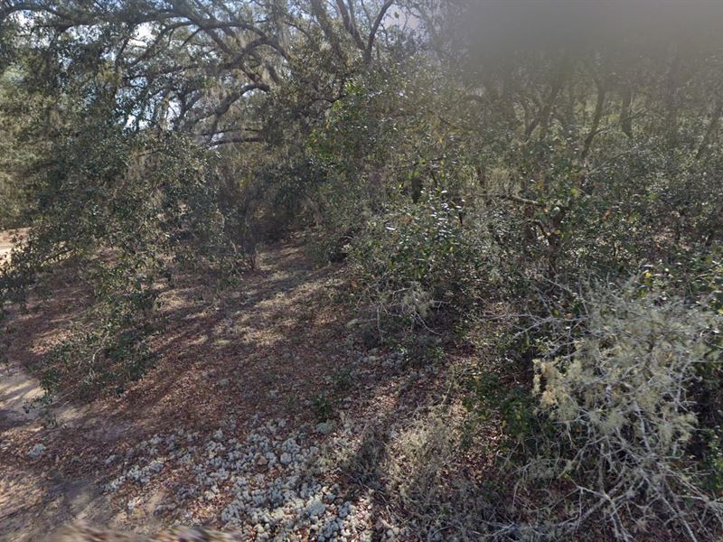 Homesite in Grandin Lake Heights : Interlachen : Putnam County : Florida