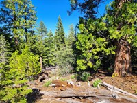 Residential Lot to Build Mtn. Home : Alturas : Modoc County : California