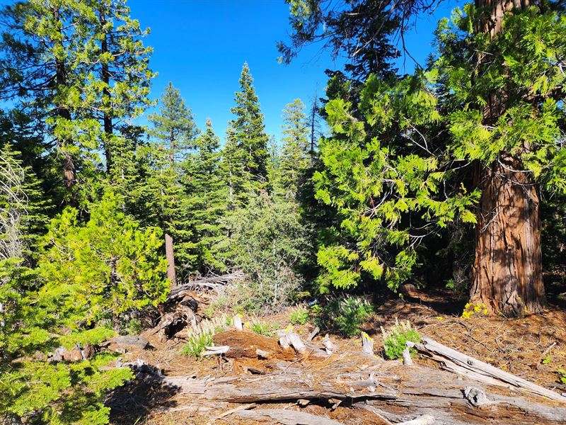 Residential Lot to Build Mtn. Home : Alturas : Modoc County : California