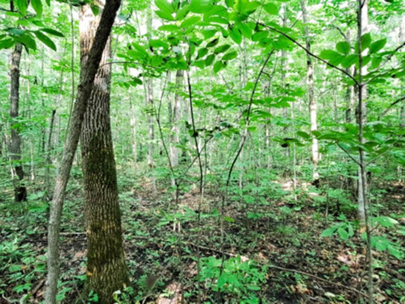 What's 0.42 Acres of Fun : Browerville : Todd County : Minnesota
