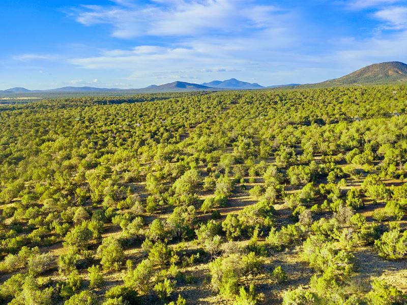 1 Acre Hunt Camp $275-450/Mo : Williams : Coconino County : Arizona