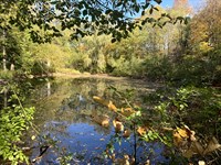 Salmon River Area Woodlands & Pond : Orwell : Oswego County : New York