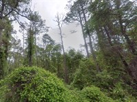 Rural Florida Living, $199 Down : Satsuma : Putnam County : Florida