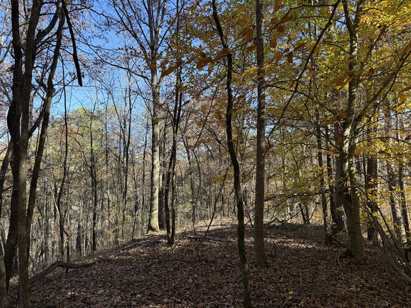 12+ Acres Near Jasper & Ellijay : Talking Rock : Pickens County : Georgia
