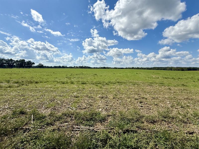 Baldwin Beach Express Farm : Robertsdale : Baldwin County : Alabama