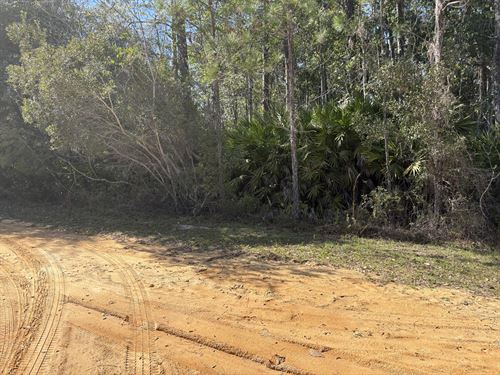 Own Florida Dirt Cheaper Than Car : Interlachen : Putnam County : Florida