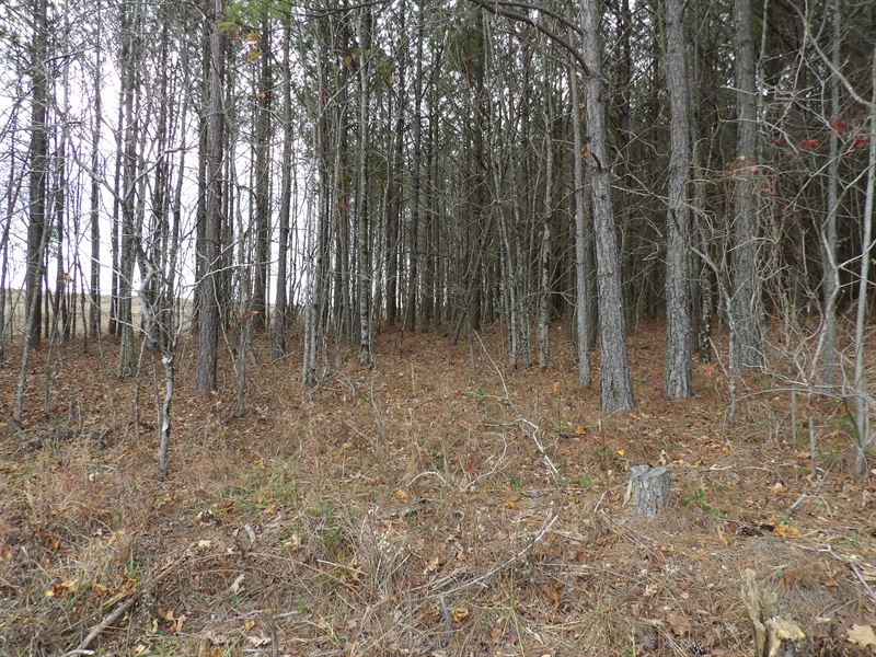 Level, Paved Road Frontage : Evansville : Bledsoe County : Tennessee