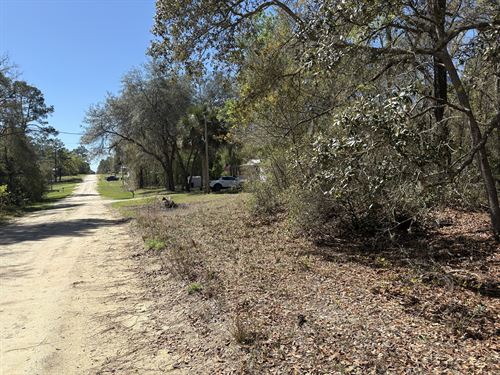 Fuja da Neve e Compre na Florida : Satsuma : Putnam County : Florida