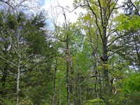 Horseshoe Bend Ozark Wooded Lot : Horseshoe Bend : Izard County : Arkansas