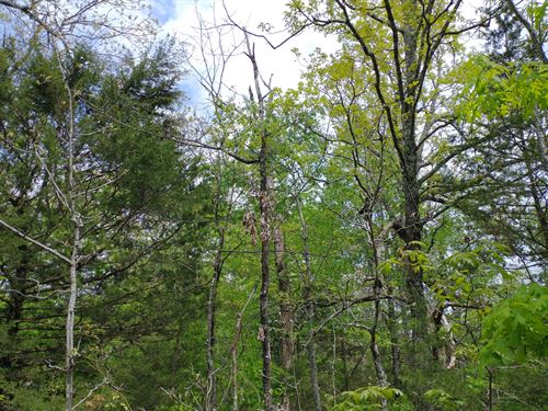 Horseshoe Bend Ozark Wooded Lot : Horseshoe Bend : Izard County : Arkansas