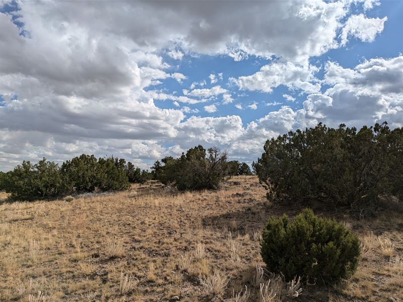 Affordable High Desert Paradise : Concho : Apache County : Arizona