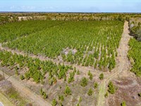 19 Ac Homesite With Longleaf Pine : Arlington : Calhoun County : Georgia