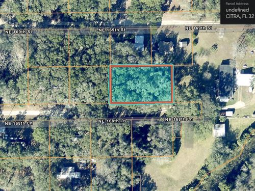 Tired of Living in Concrete Jungle : Citra : Marion County : Florida