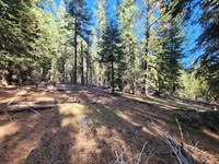 2 for 1 Special, Double Lot : Alturas : Modoc County : California