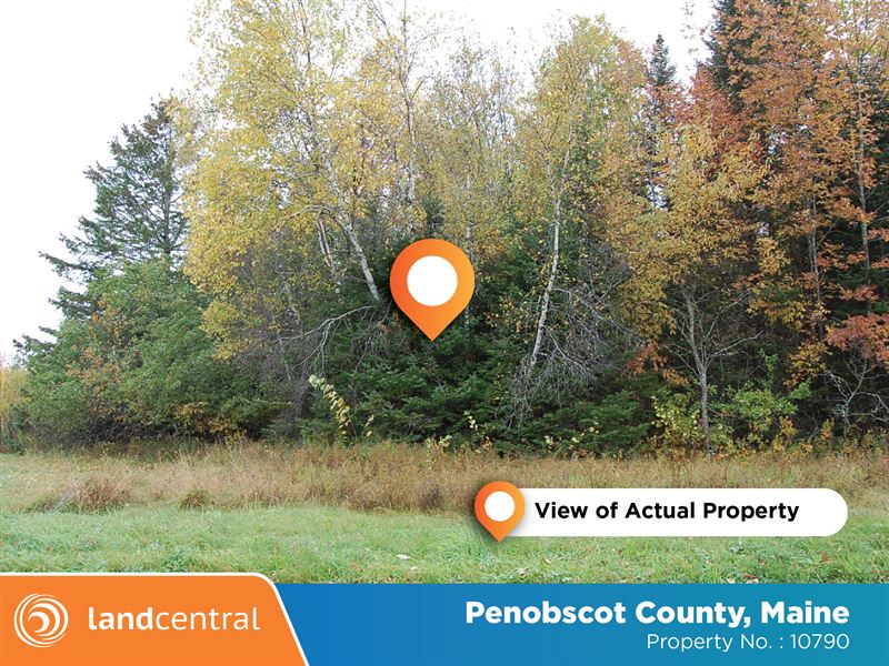 Private Land Near Lowell Lake : Penobscot : Penobscot County : Maine