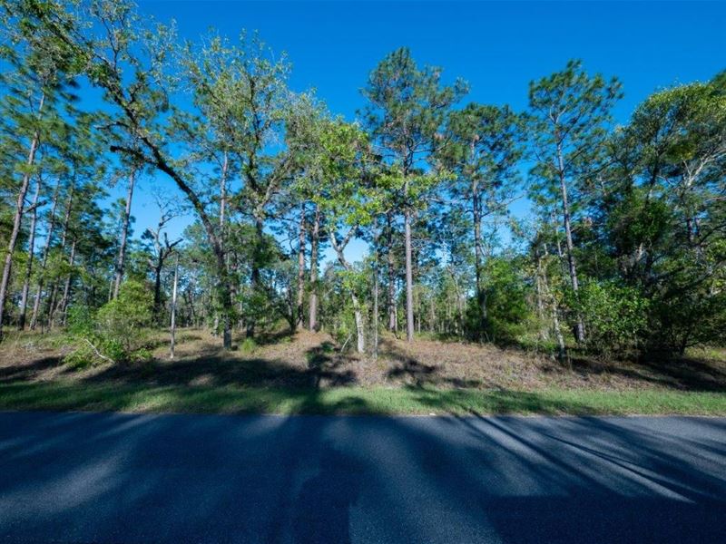 Get Ready to Build Your Dream Home : Dunnellon : Marion County : Florida