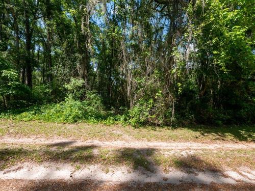 Attention All Florida Dreamers : Citra : Marion County : Florida