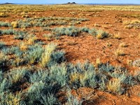 Affordable 7.5 Acres, $300 Down : Sun Valley : Navajo County : Arizona