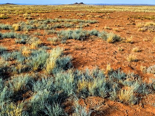 Affordable 7.5 Acres, $300 Down : Sun Valley : Navajo County : Arizona