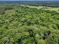 Lick Creek Tract : Mount Union : Union Parish : Louisiana