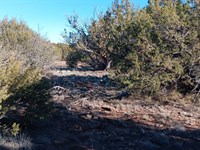 Grab Your Mountain Air : Concho : Apache County : Arizona