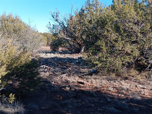 Grab Your Mountain Air : Concho : Apache County : Arizona