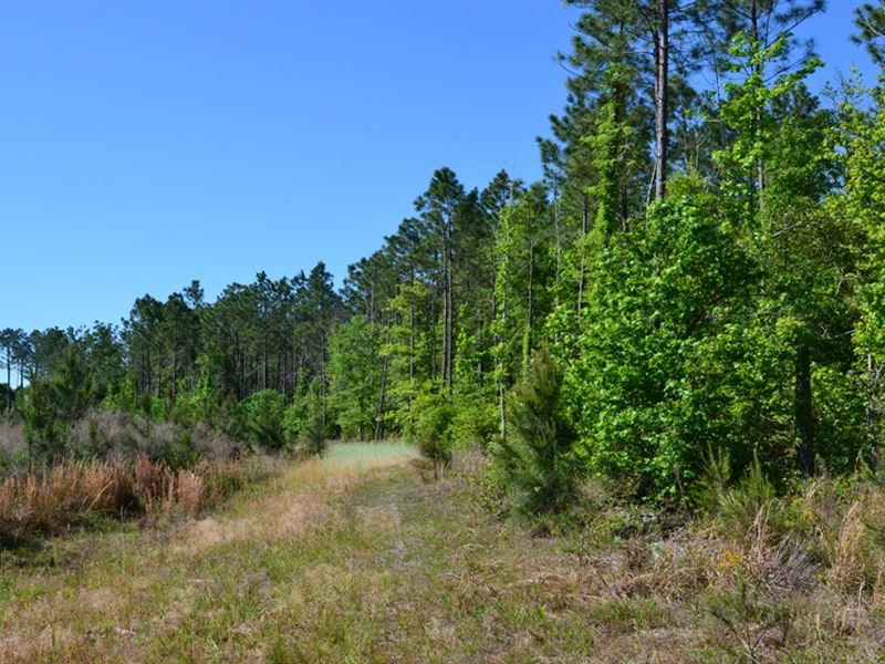 Mayberry Tract 1 : Dublin : Laurens County : Georgia