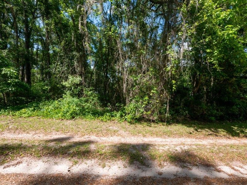 Looking for a Place to Build : Citra : Marion County : Florida