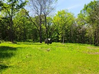 15 Acres in Hickory County, MO : Polk : Hickory County : Missouri