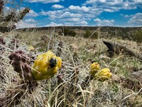 Side Door to Land Ownership : Concho : Apache County : Arizona