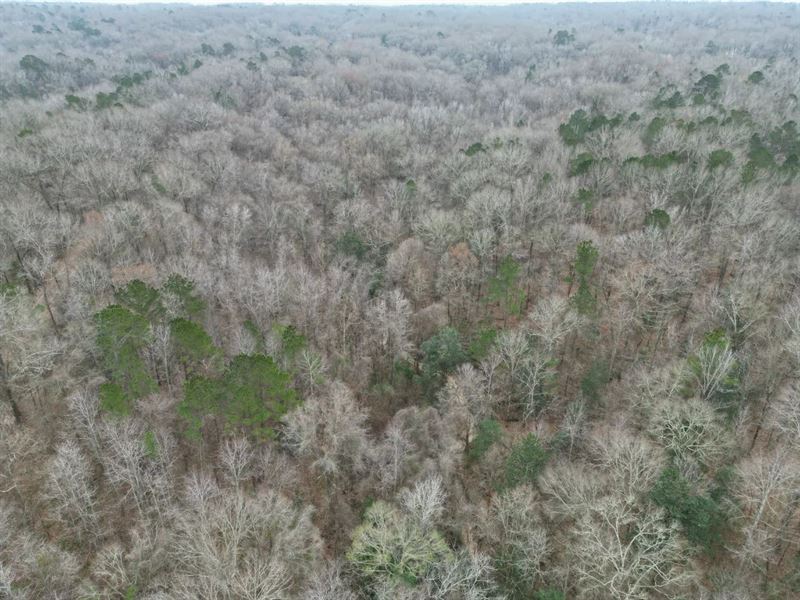 15 Acres in Adams County, MS : Natchez : Adams County : Mississippi