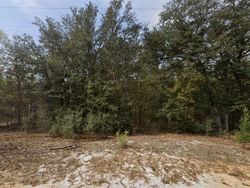 .22 Acre Florida Forest Sanctuary : Interlachen : Putnam County : Florida