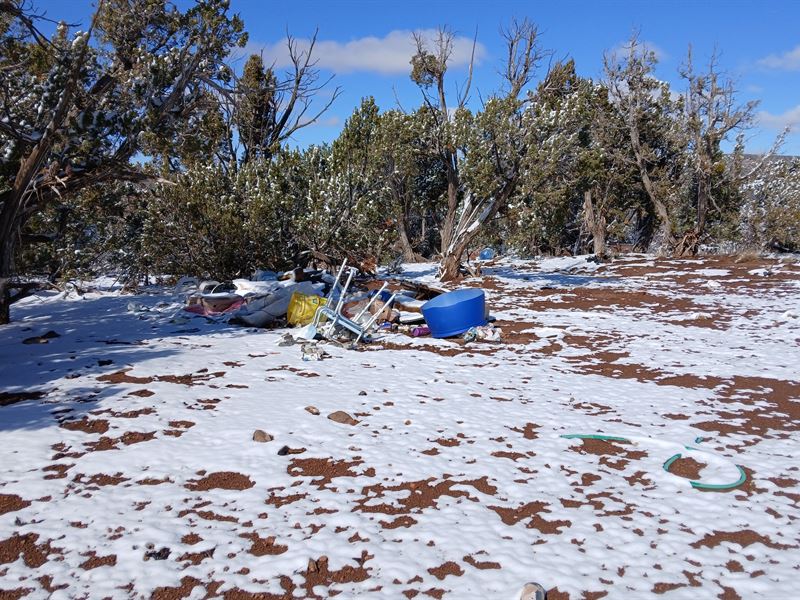 Peaceful Arizona Land Near Show Low : Concho : Apache County : Arizona