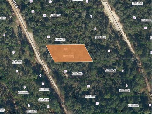 Satsuma Homesite at $199 Down Today : Satsuma : Putnam County : Florida