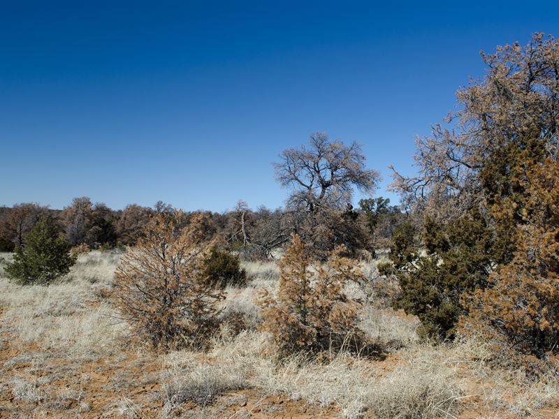 Calling All Adventurous Souls : Ramah : Cibola County : New Mexico