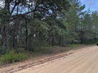 Build-Ready Lot in Interlachen Lake : Interlachen : Putnam County : Florida