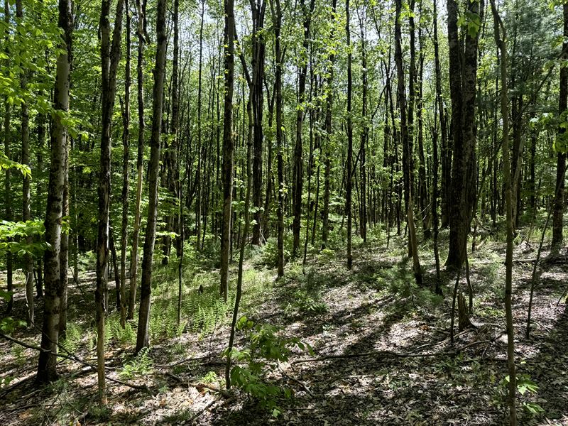 Wooded 5 Acres for Home or Cabin : Vienna : Oneida County : New York
