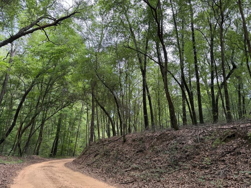 11 Acre Homesite in Fosters, AL : Fosters : Tuscaloosa County : Alabama