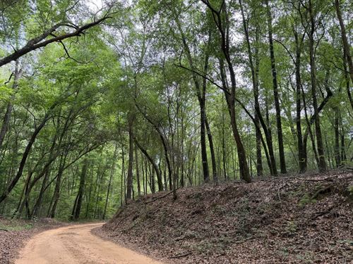 11 Acre Homesite in Fosters, AL : Fosters : Tuscaloosa County : Alabama