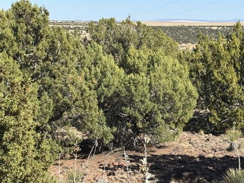 Build Atop a Hill with Scenic Views : Concho : Apache County : Arizona